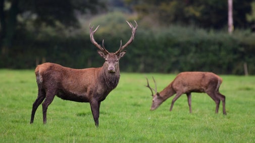 Two deer standing in a field, one with antlers and the other grazing